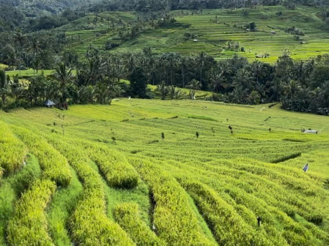 quiet rice-field morning in Tabanan, Bali